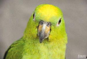 鹦鹉杀,一场惊心动魄的智慧对决